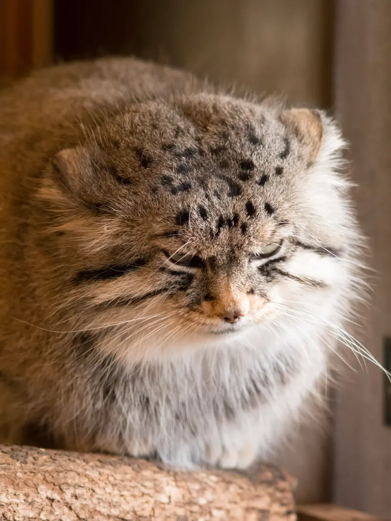 A photograph of Lotos in Saitama Children's Zoo