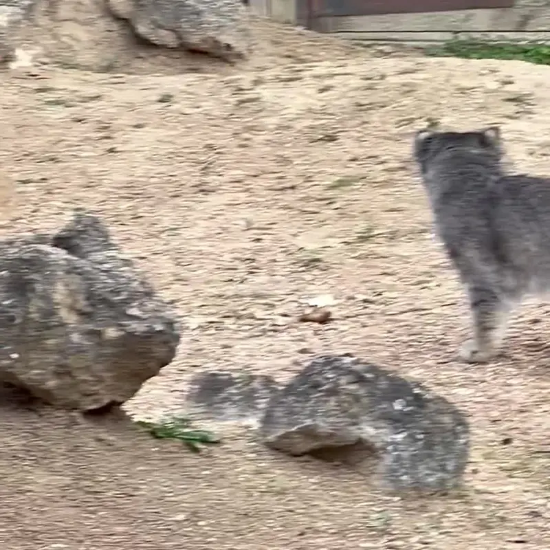 A photograph of a Pallas's cat in Port Lympne Wild Animal Park