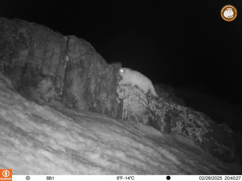 A photograph of Otocolobus manul manul from Aktas-Kunkora camera trap