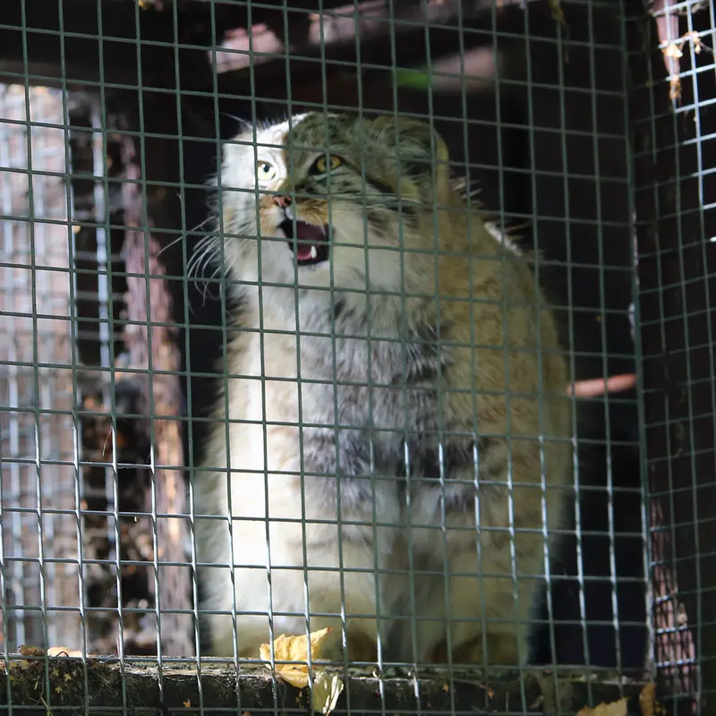 A photograph of Kitten of Alani b.2026 Ⅱ in Košice Zoo