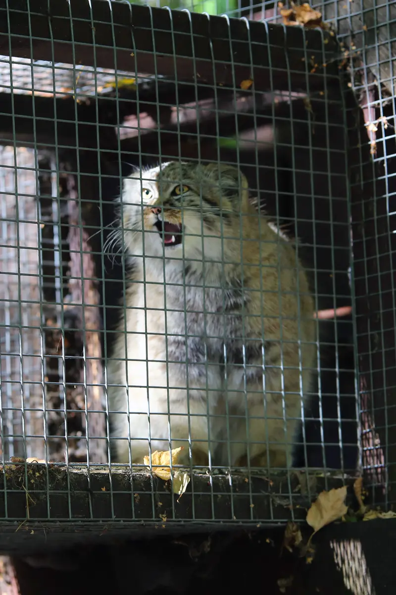A photograph of Kitten of Alani b.2026 Ⅱ in Košice Zoo