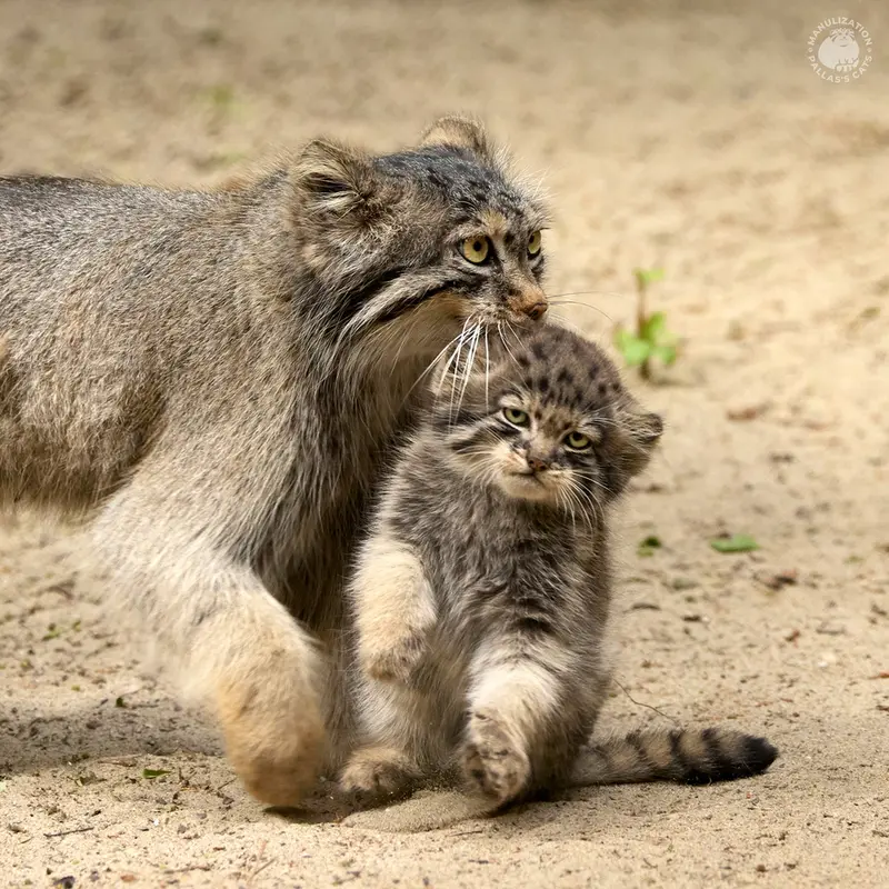 A photograph of a Pallas's cat
