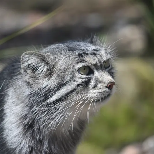 A photograph of Akiko in Edinburgh Zoo