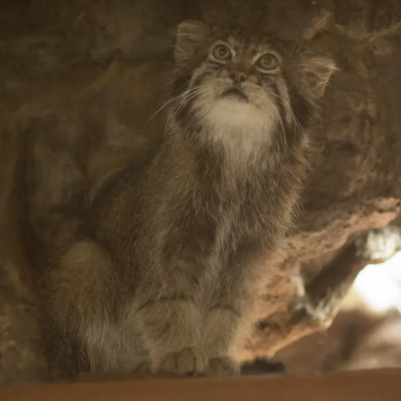 A photograph of Klyon in Ueno Zoological Gardens