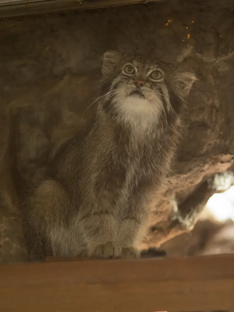 A photograph of Klyon in Ueno Zoological Gardens