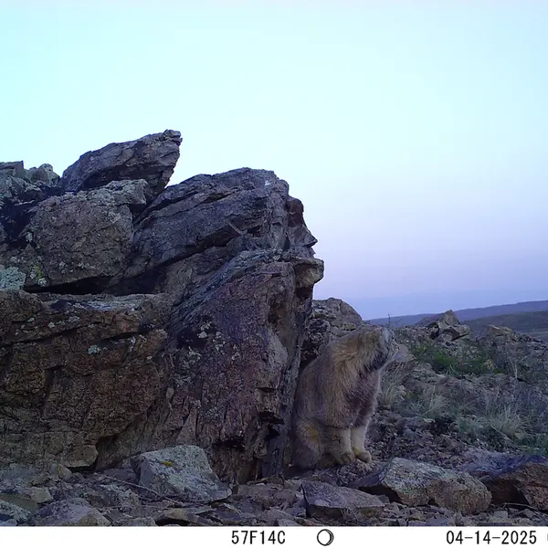 A photograph of Otocolobus manul manul from Karashoky camera trap