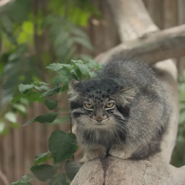 A photograph of Nar in Kobe Animal Kingdom