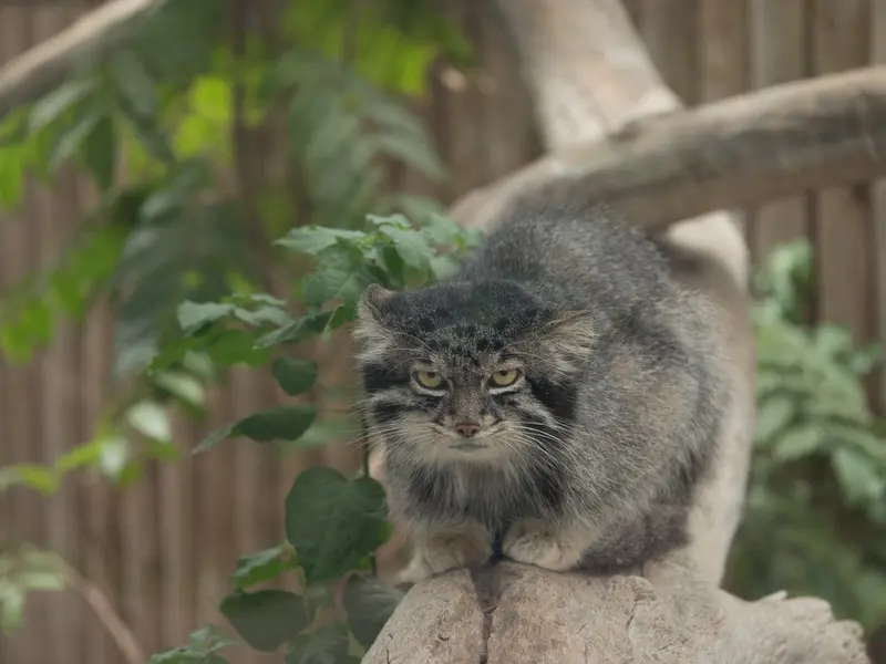 A photograph of Nar in Kobe Animal Kingdom