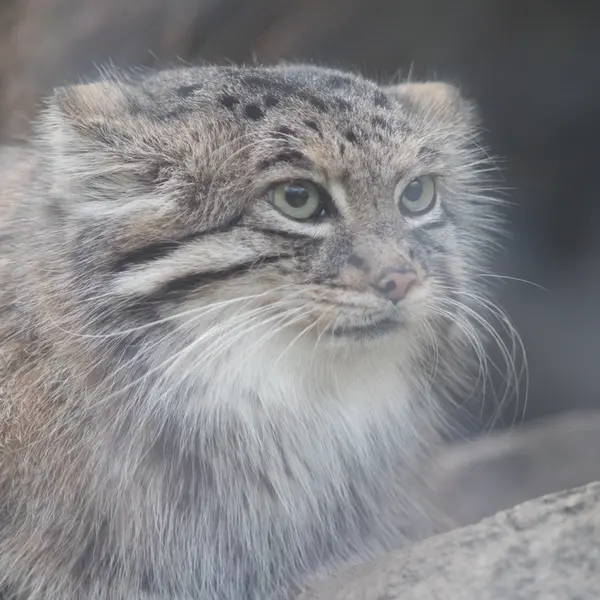 A photograph of Az in Kobe Animal Kingdom