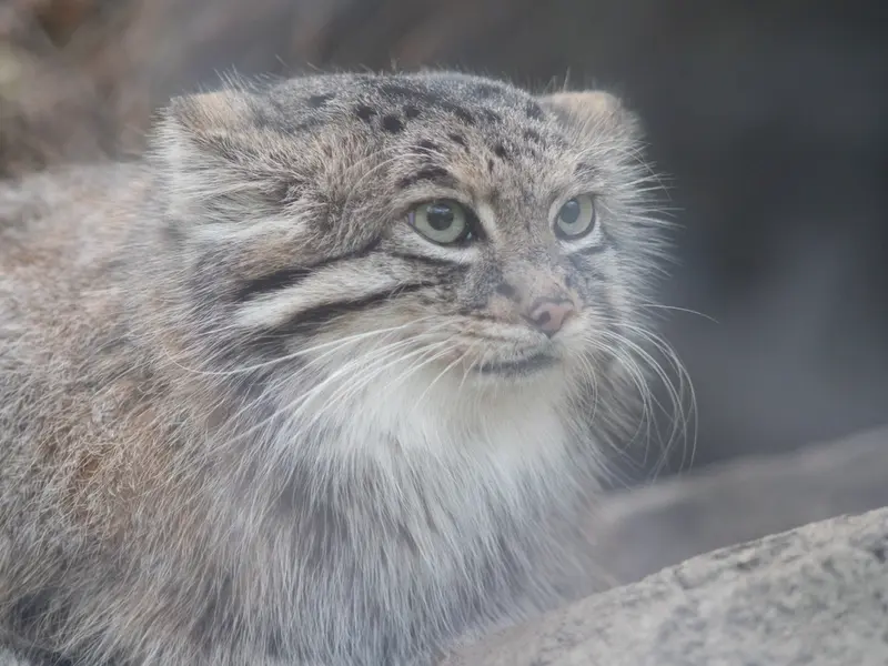 A photograph of Az in Kobe Animal Kingdom