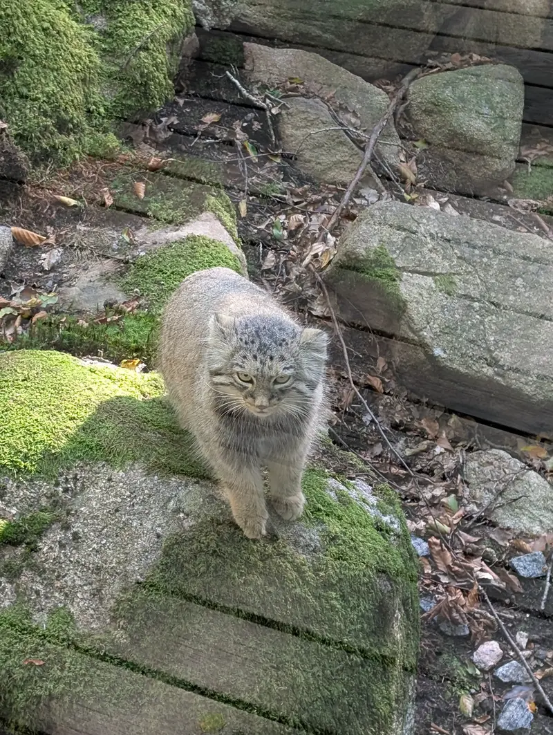 A photograph of a Pallas's cat