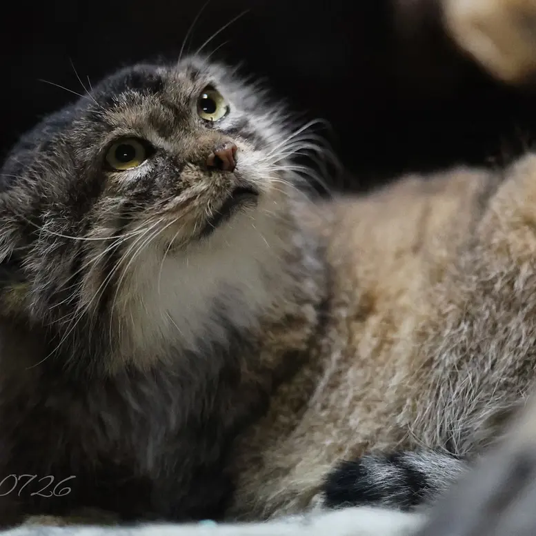 A photograph of Primula in Ueno Zoological Gardens