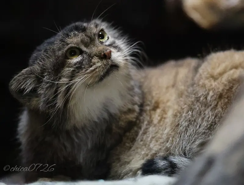 A photograph of Primula in Ueno Zoological Gardens