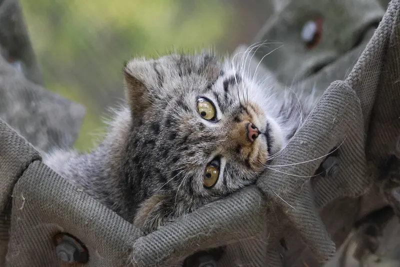A photograph of a Pallas's cat in Novosibirsk Zoo