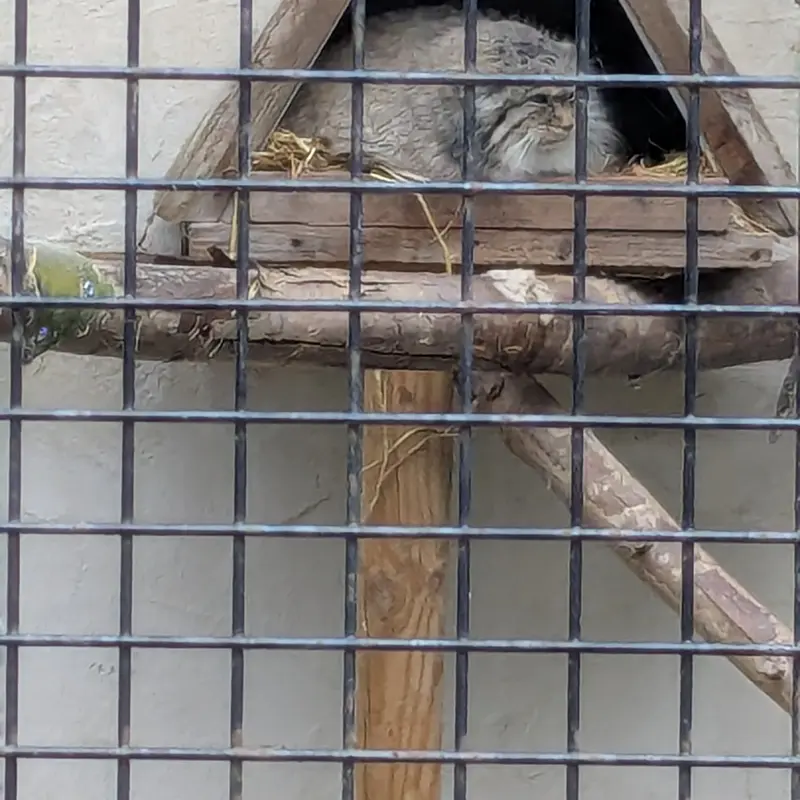 A photograph of Pomponnette in Lille Zoo
