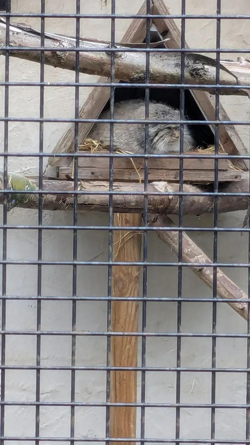 A photograph of Pomponnette in Lille Zoo