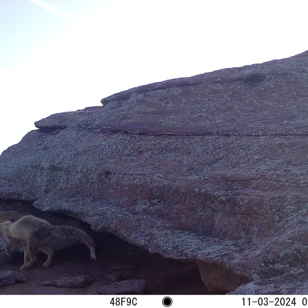 A photograph of Red fox from Bektauata 1 camera trap