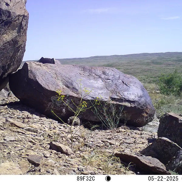 A photograph of Kazakh pika from Koshkar camera trap