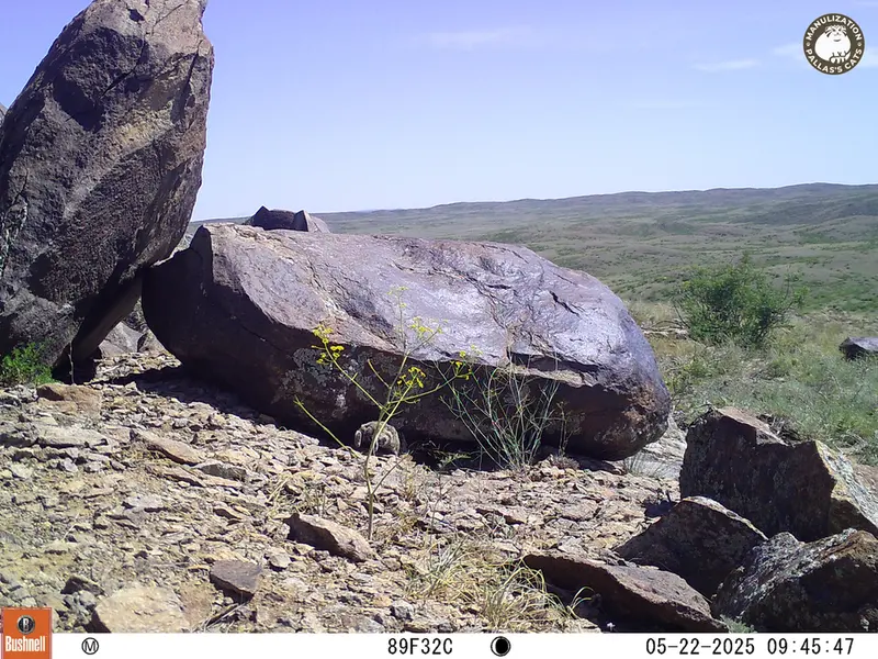 A photograph of Kazakh pika from Koshkar camera trap