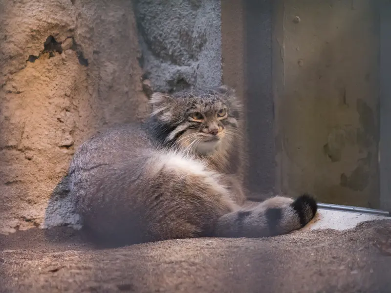 A photograph of Figa in Nogeyama Zoo