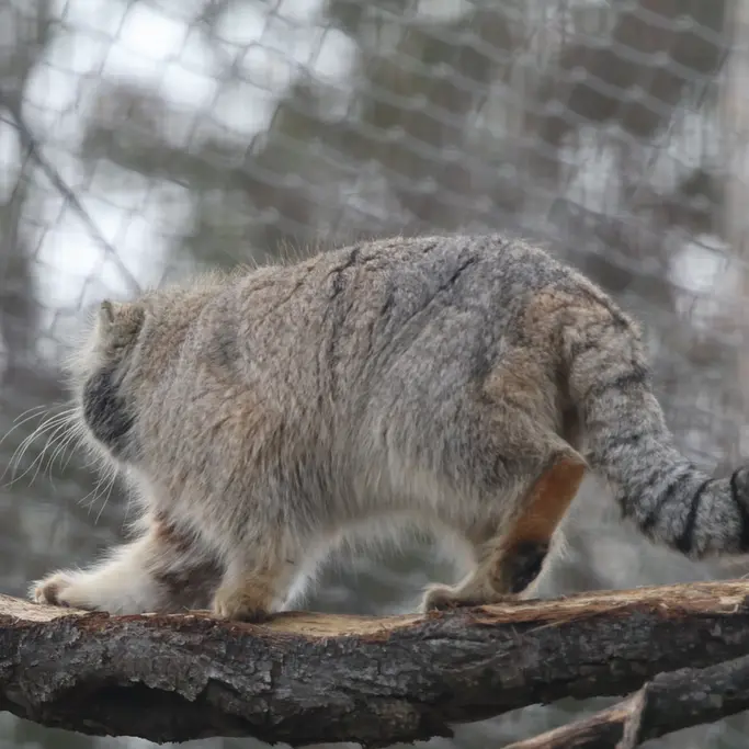 A photograph of a Pallas's cat