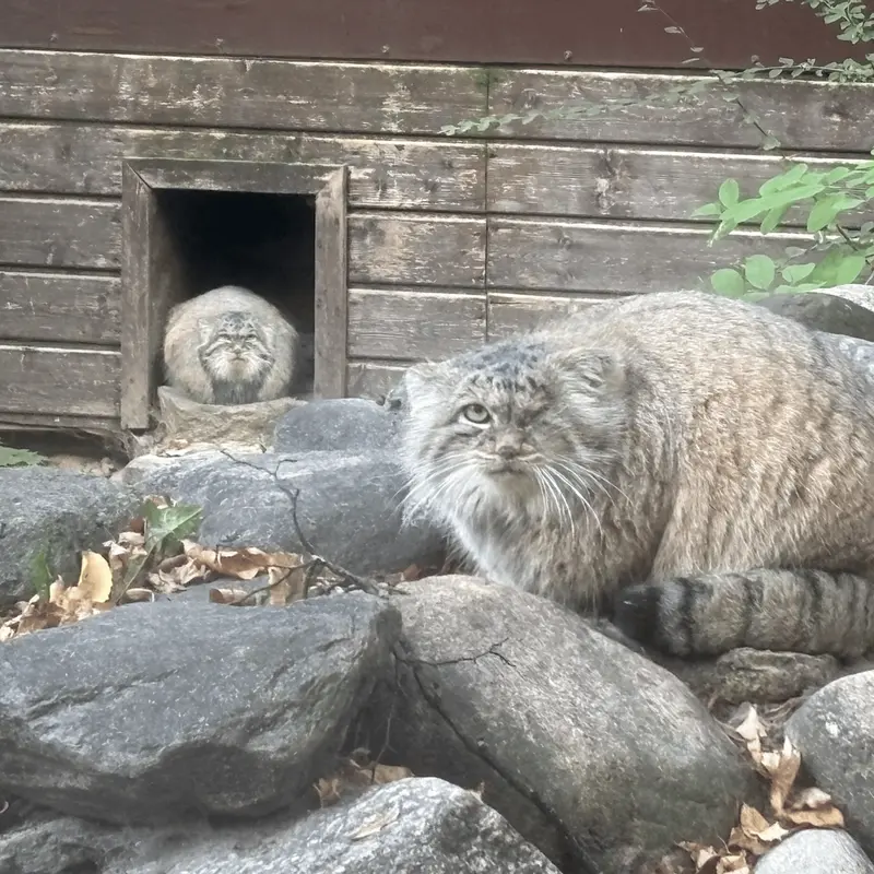 A photograph of Magellan and Bozenka in Poznan New Zoo