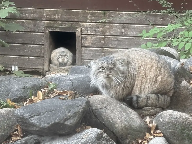 A photograph of Magellan and Bozenka in Poznan New Zoo