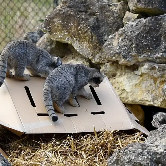 A photograph of a Pallas's cat in Port Lympne Wild Animal Park