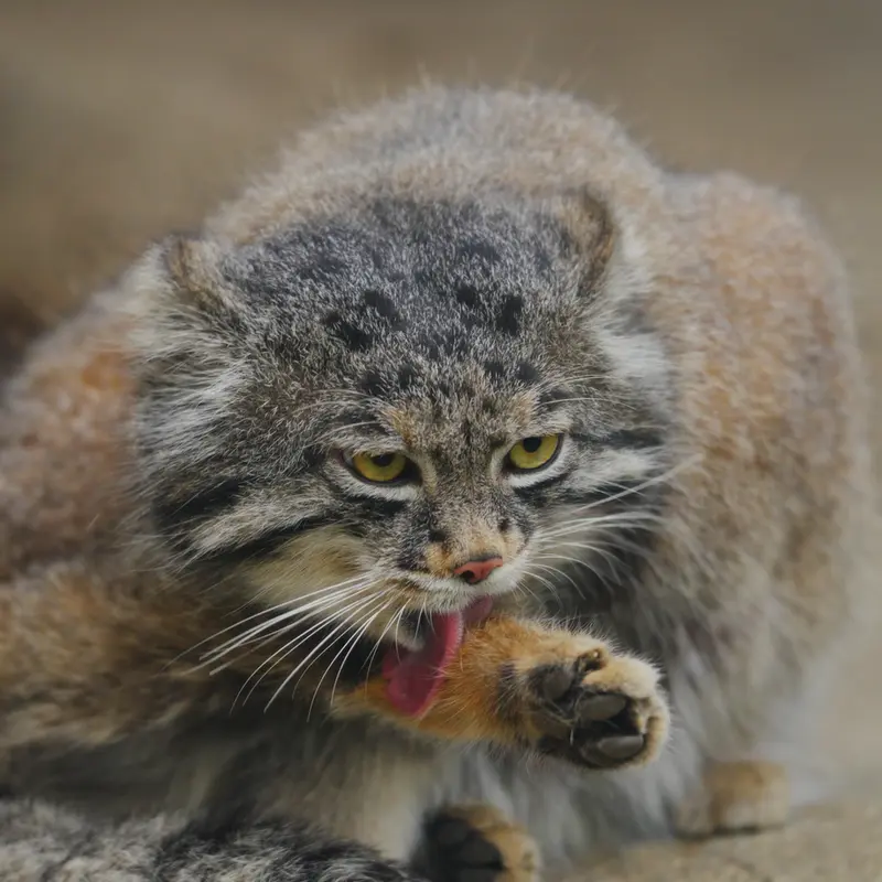 A photograph of Nar in Kobe Animal Kingdom