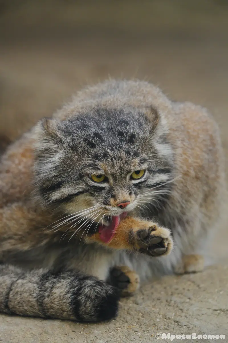 A photograph of Nar in Kobe Animal Kingdom