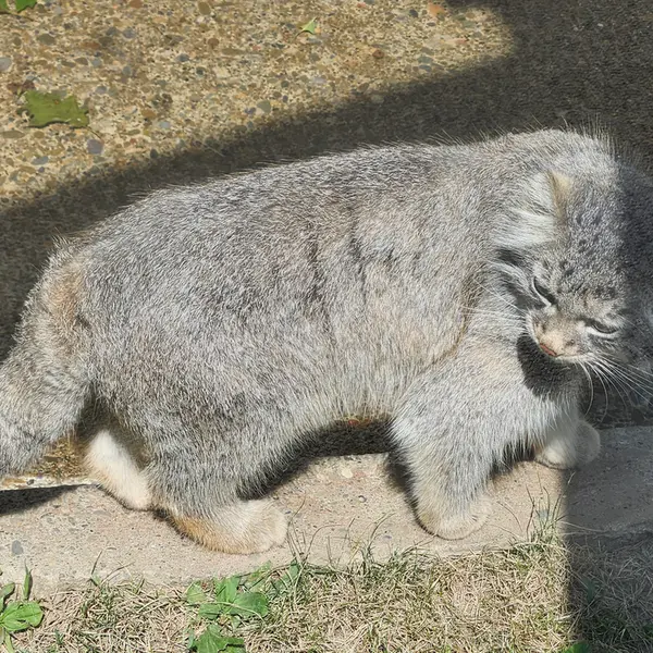 A photograph of Luka in Binghamton Zoo at Ross Park