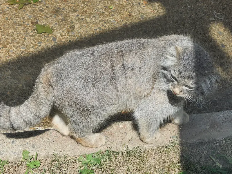 A photograph of Luka in Binghamton Zoo at Ross Park