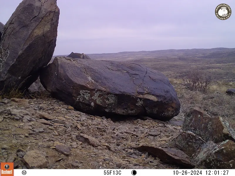 A photograph of Kazakh pika from Koshkar camera trap