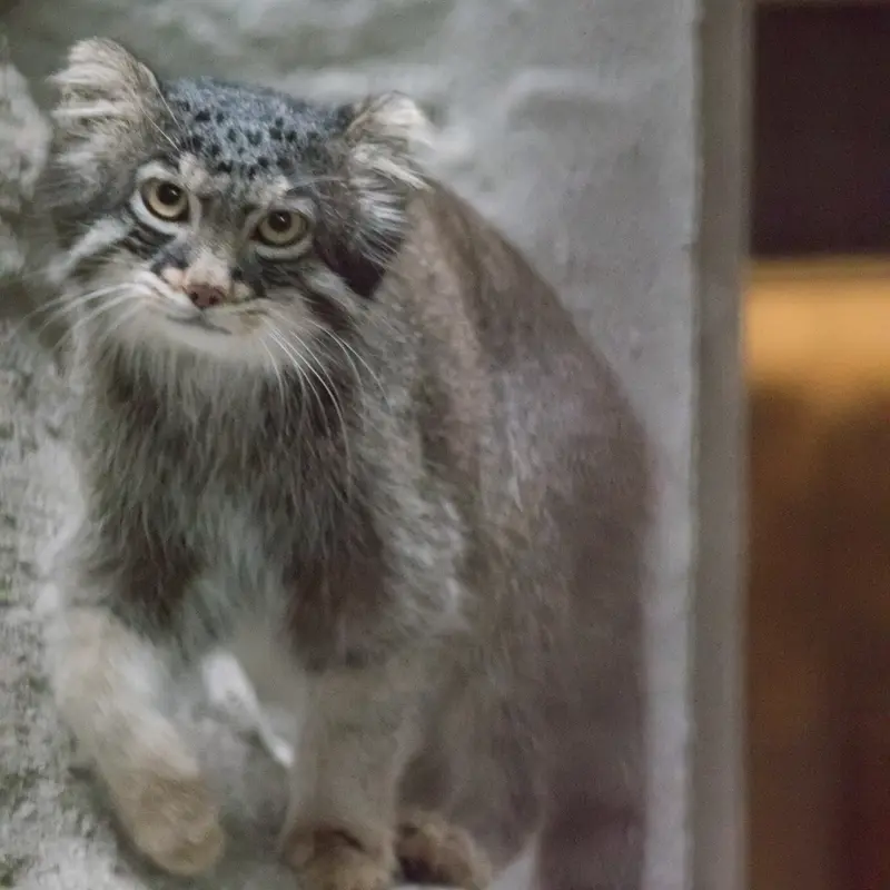 A photograph of Figa in Nogeyama Zoo