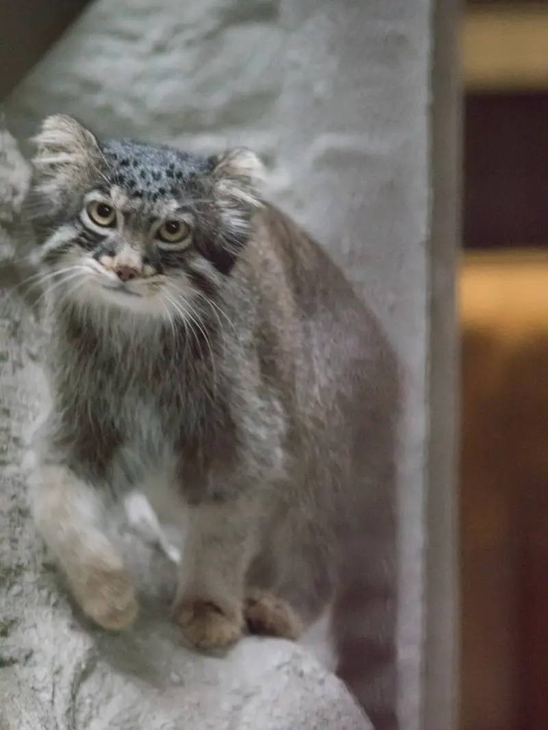 A photograph of Figa in Nogeyama Zoo