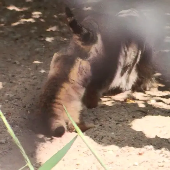 A photograph of a Pallas's cat in Novosibirsk Zoo
