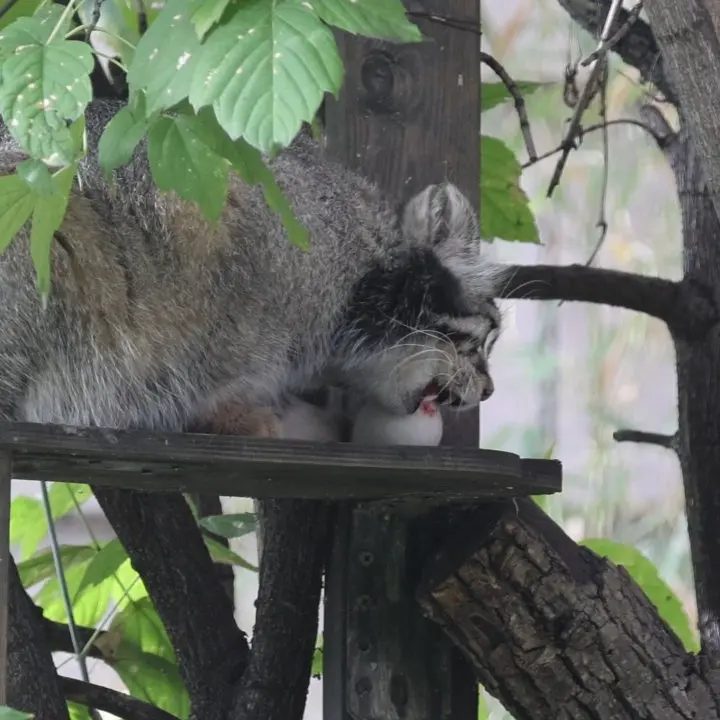 A photograph of a Pallas's cat in Moscow zoo