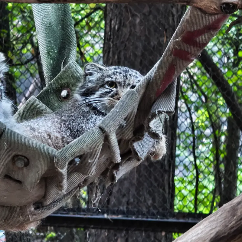 A photograph of a Pallas's cat in Novosibirsk Zoo