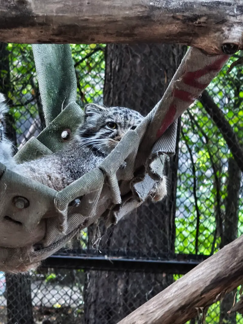 A photograph of a Pallas's cat in Novosibirsk Zoo