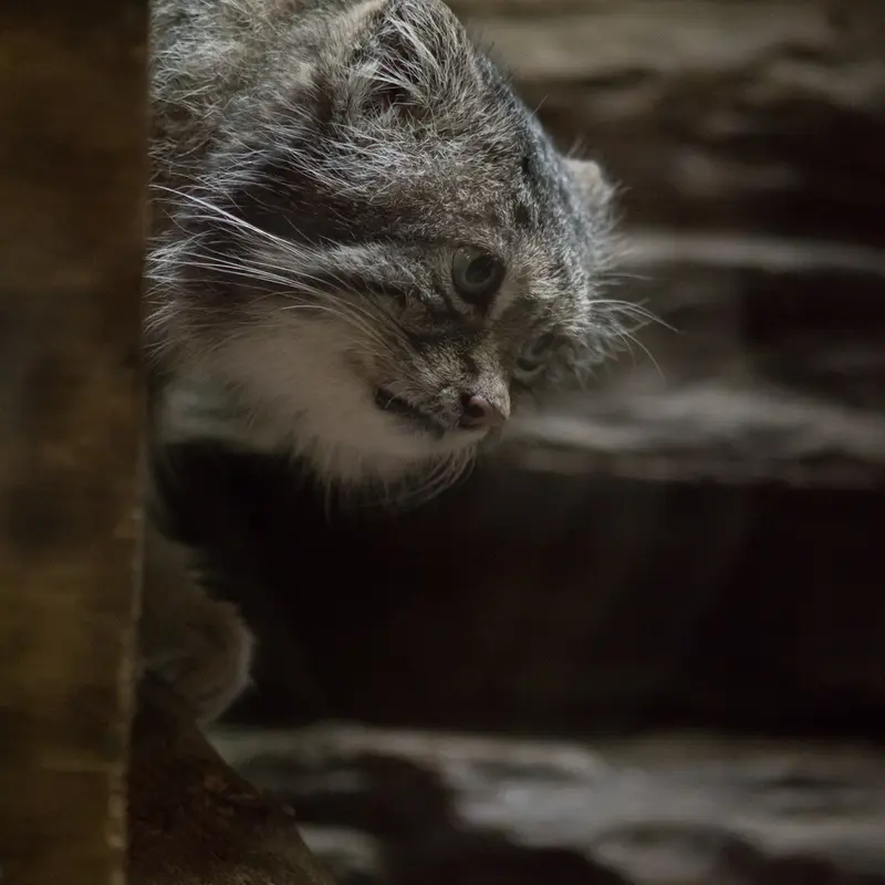 A photograph of Klyon in Ueno Zoological Gardens
