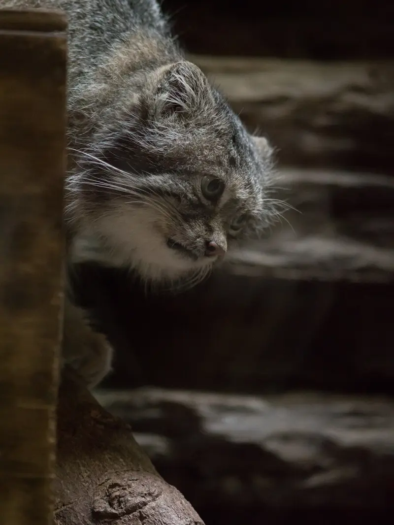 A photograph of Klyon in Ueno Zoological Gardens
