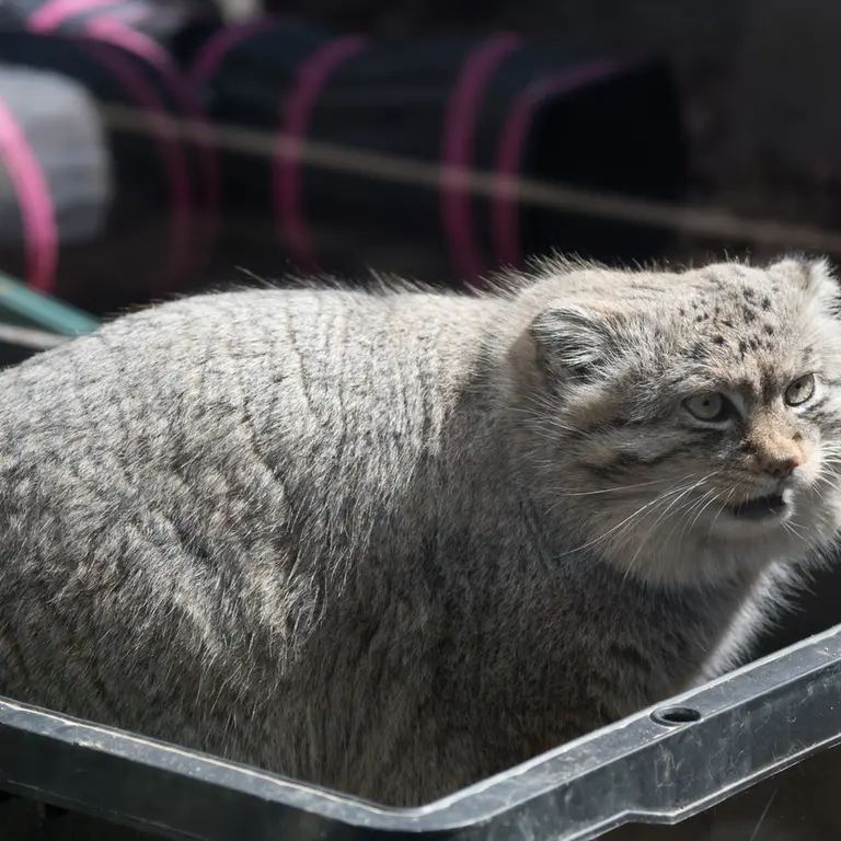 A photograph of Lotos in Saitama Children's Zoo