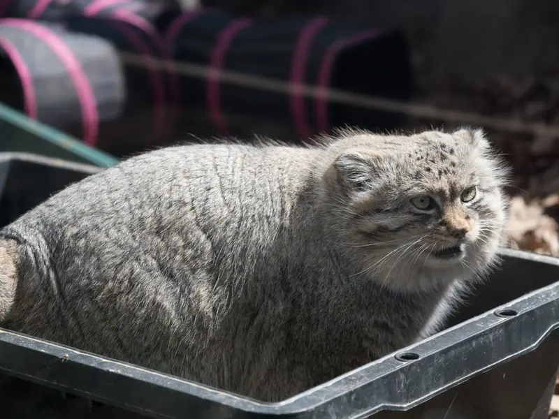A photograph of Lotos in Saitama Children's Zoo