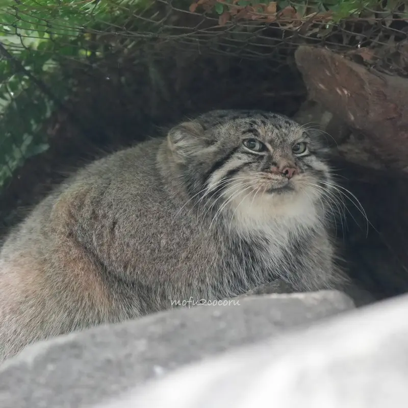 A photograph of a Pallas's cat