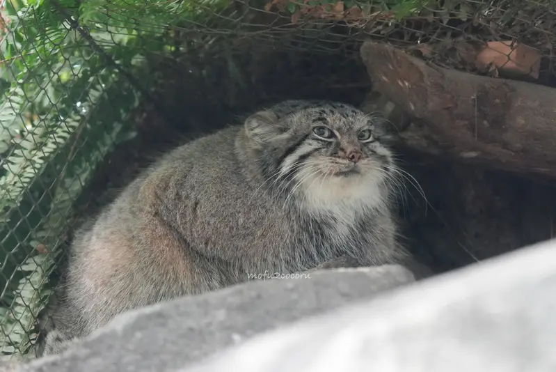 A photograph of a Pallas's cat