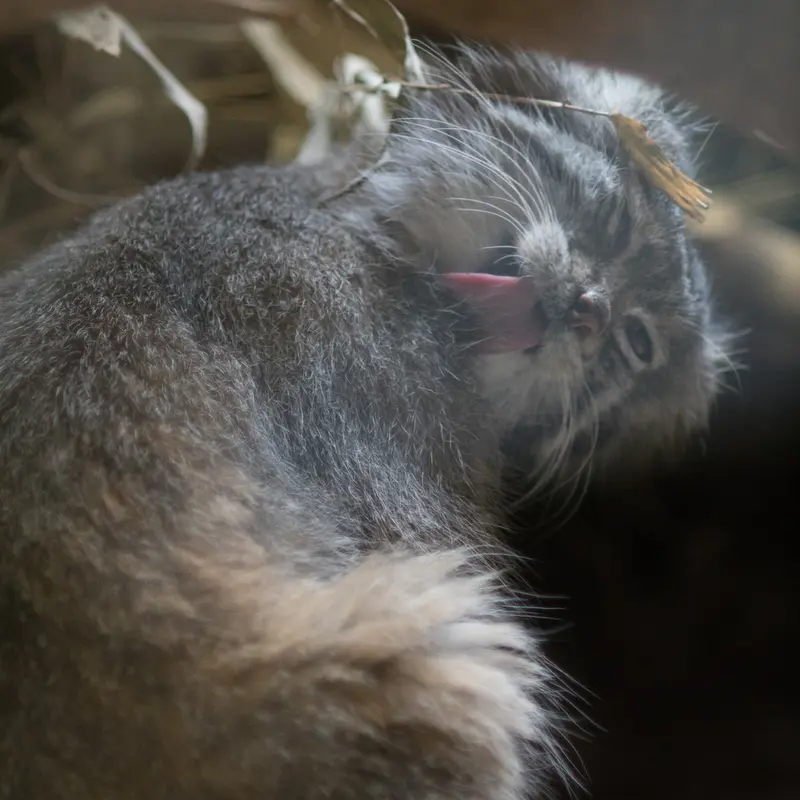 A photograph of Klyon in Ueno Zoological Gardens
