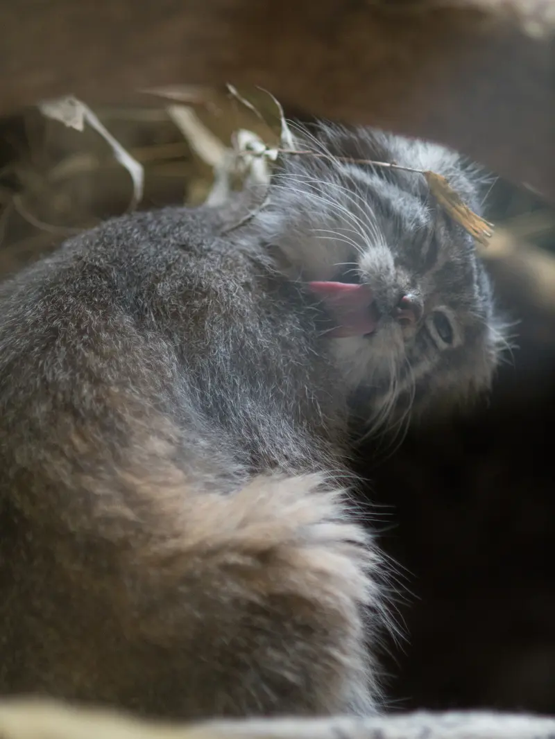 A photograph of Klyon in Ueno Zoological Gardens