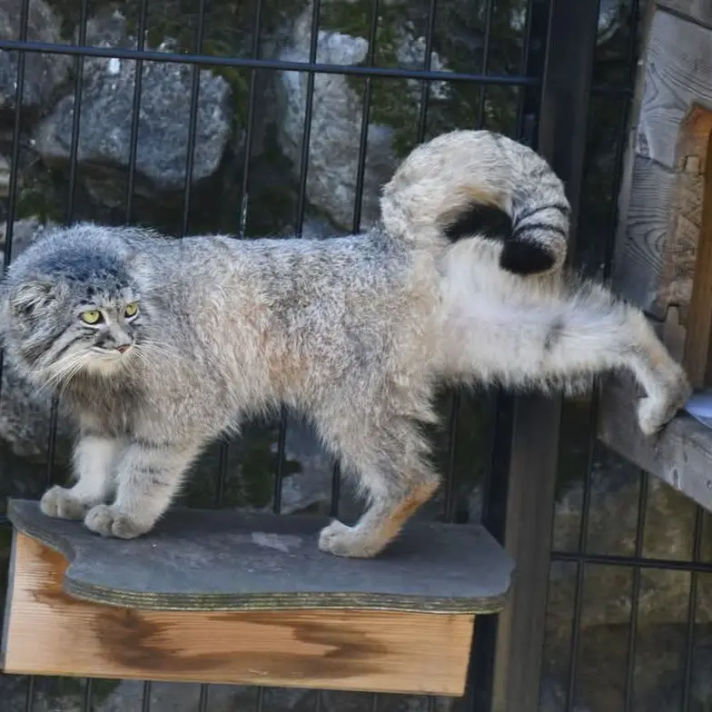 A photograph of a Pallas's cat in Bio-Topia Dunkerque
