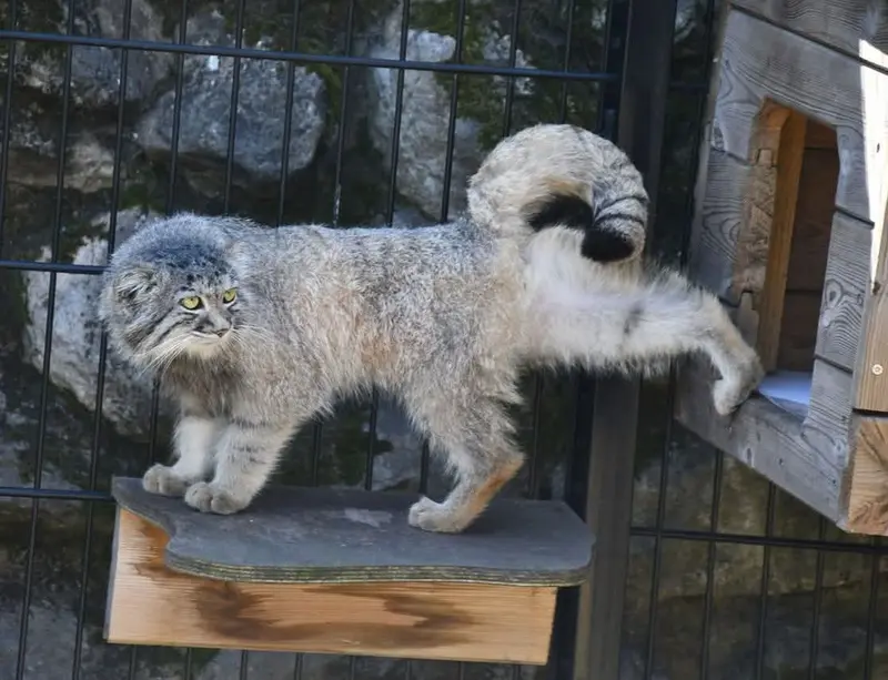 A photograph of a Pallas's cat in Bio-Topia Dunkerque