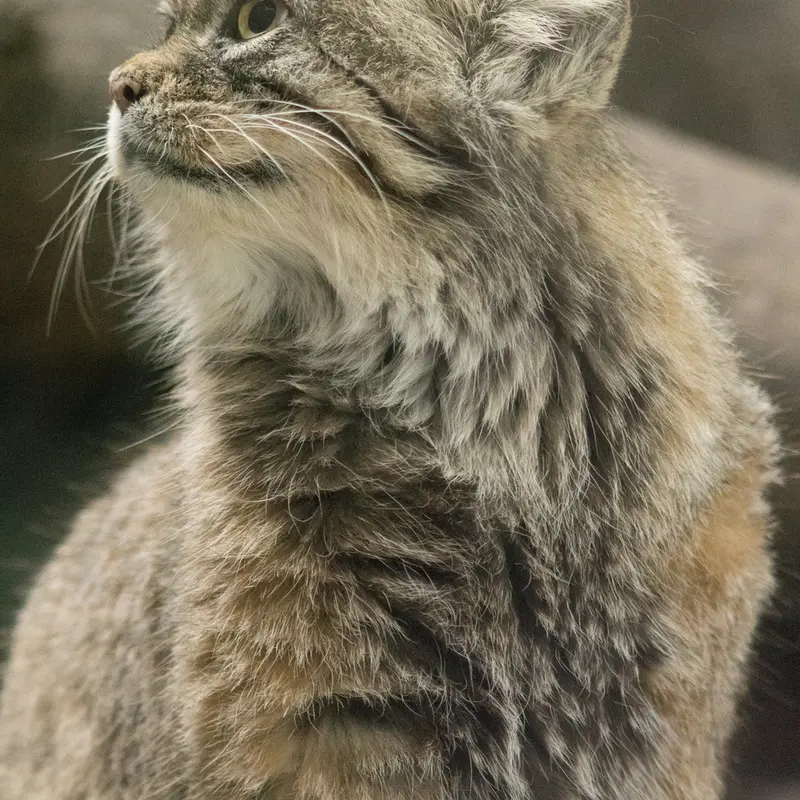 A photograph of Primula in Ueno Zoological Gardens